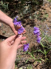 Penstemon subglaber