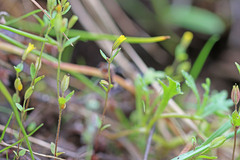 Erythranthe breviflora