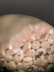 Tubifera ferruginosa ferruginosa