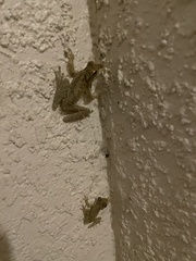 Osteopilus septentrionalis