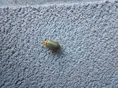 Xanthogaleruca aenescens