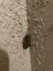 Osteopilus septentrionalis