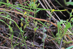 Erythranthe breviflora