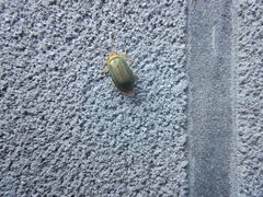 Xanthogaleruca aenescens