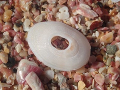 Monodilepas diemenensis