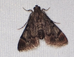 Epipaschia superatalis