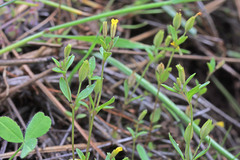 Erythranthe breviflora