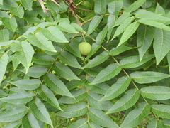 Juglans nigra