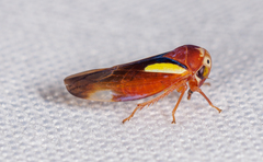 Balcanocerus provancheri