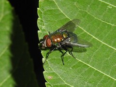 Lucilia illustris