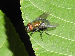 Lucilia illustris