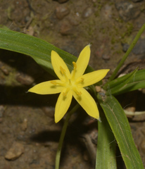 Curculigo orchioides