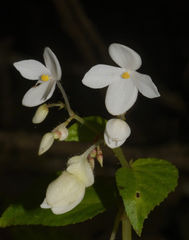 Begonia crenata