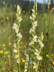 Spiranthes perexilis