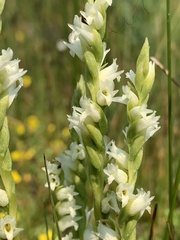 Spiranthes perexilis