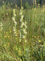 Spiranthes perexilis