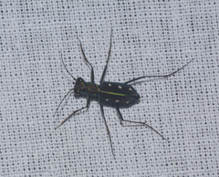 Cicindela flavomaculata
