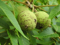 Juglans nigra