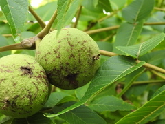 Juglans nigra
