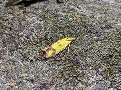 Agapeta zoegana