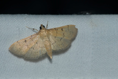 Herpetogramma rudis