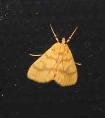 Eusabena paraphragma