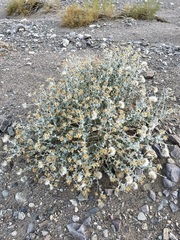Brickellia incana