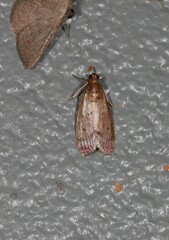 Syntonarcha vulnerata