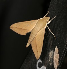 Theretra inornata