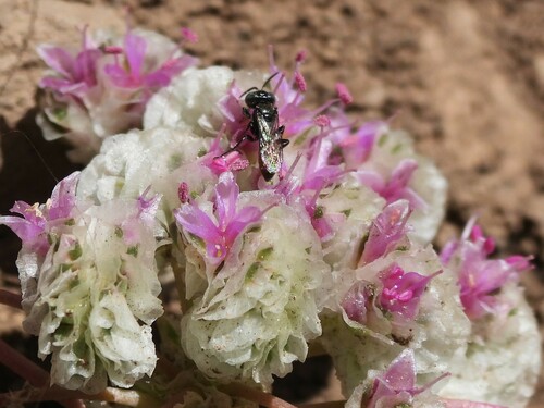 iNaturalist observation photo of Crabroninae