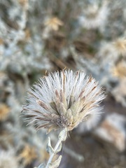 Brickellia incana