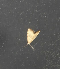 Narangodes