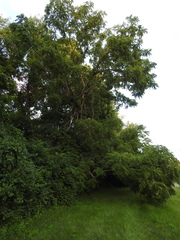 Juglans nigra