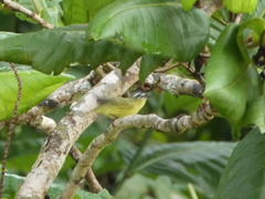 Ornithion brunneicapillus