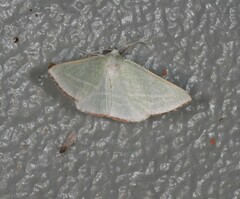 Oenochroma infantilis