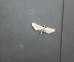 Parapoynx dentizonalis