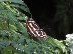Abrota ganga formosana
