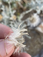 Brickellia incana