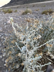 Brickellia incana