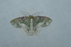 Eucyclodes semialba