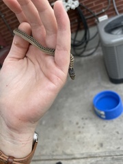Thamnophis elegans vagrans