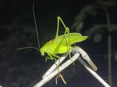Amblycorypha alexanderi