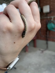 Thamnophis elegans vagrans