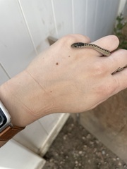 Thamnophis elegans vagrans