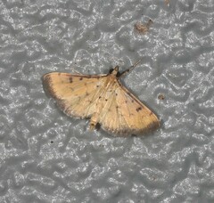 Herpetogramma hipponalis