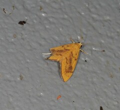 Hyalobathra brevialis