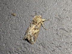 Spodoptera praefica