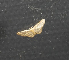 Idaea simplex
