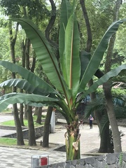 Ensete