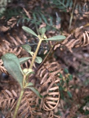 Asterolasia asteriscophora albiflora